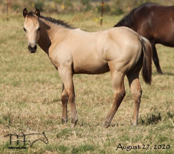 Miss Bee Bee's 2020 buckskin colt